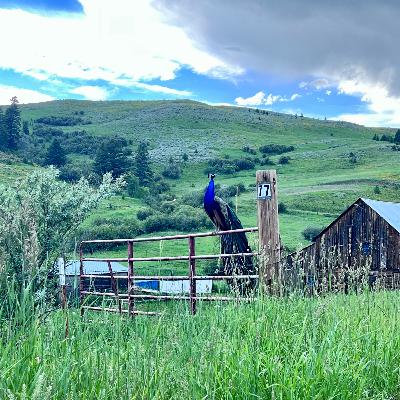 Bozeman/Big Sky, Montana in Summer - ideas for a quick trip adventure