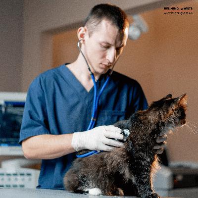365 Tierärztliche Vorsorge spart spätere Behandlungskosten