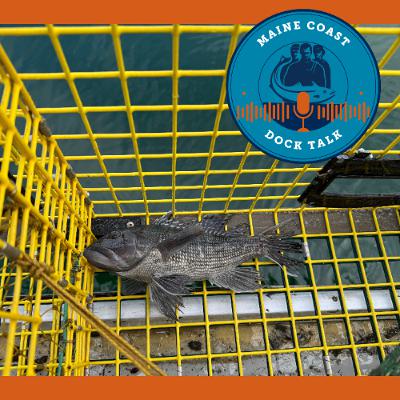 Black Sea Bass in the Gulf of Maine with Marissa McMahan