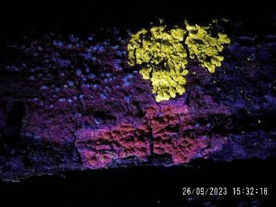 Episode 12. Talking about Lichens with Vanessa Ryan - Part 2