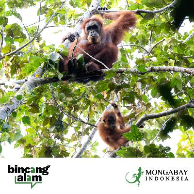 Habitat yang Tak Pernah Tercatat: Mengungkap Populasi Orangutan di Tempat Tak Terduga