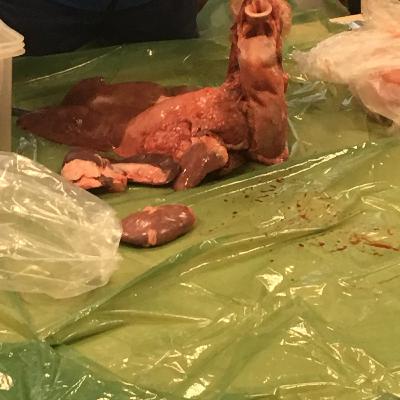 #52 Wildtierkrankheiten #52 Wildtierkrankheiten