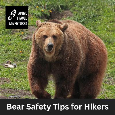 Bear Safety Tips for Hikers and Backpackers