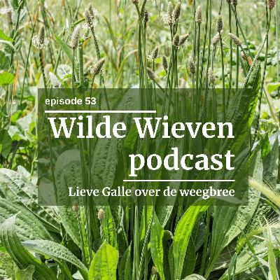#53 De weegbree: het meest onderschatte kruid ter wereld