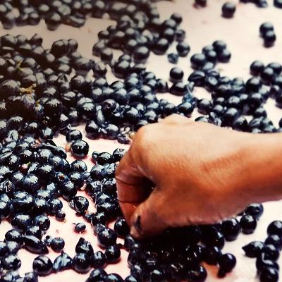 100 questions about WSET L3 Chapter 9 - Red and Rosé Winemaking