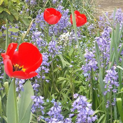 Park Sounds - Sunny Saturday in May in an Urban Park