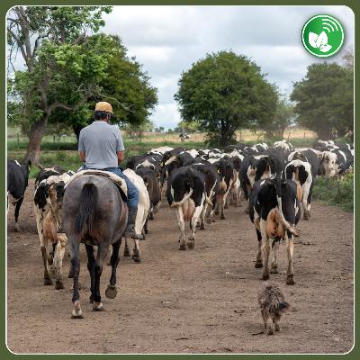 Lechería al límite: medir para no quedar afuera