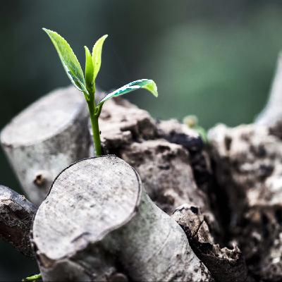 故事百寶庫：生命在兩極之間