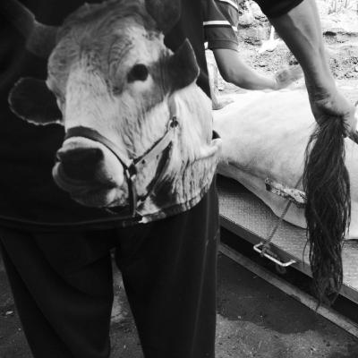 #175 Sekte Sapi Kebal Enma