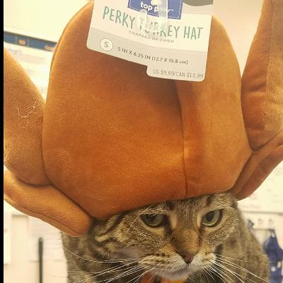 Gobble gobble !
