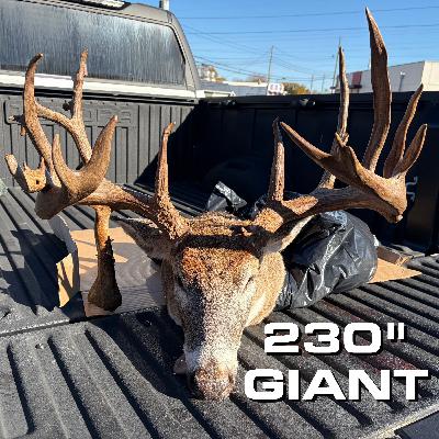 230" Drop-Tine FREAK from Indiana (Evan Dutrow) | Big Buck Blueprint 230" Drop-Tine FREAK from Indiana (Evan Dutrow) | Big Buck Blueprint