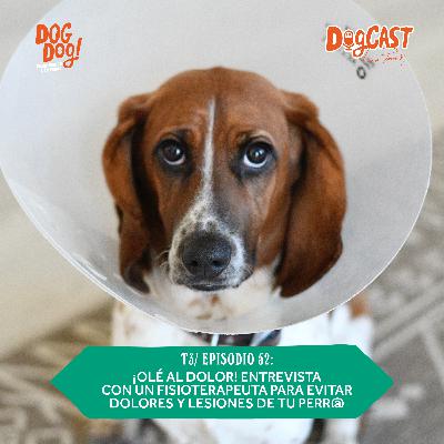 ¡Olé al dolor!: Entrevista con fisioterapeuta para evitar los dolores, lesiones y achaques del cuerpo de tu perro.