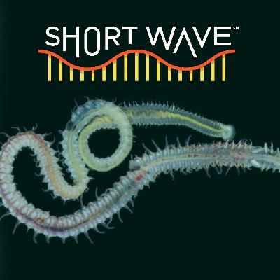 Parasites Have Haunted Us For Millions Of Years