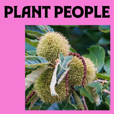 The American Chestnut with Michael Goergen