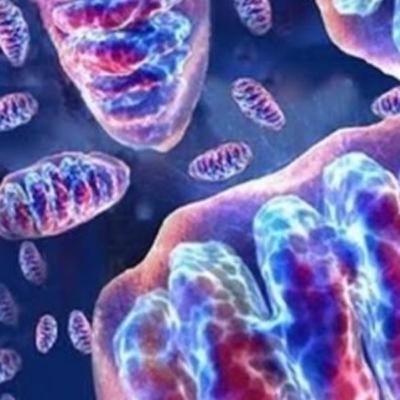 Procesos bioenergéticos en los organismos