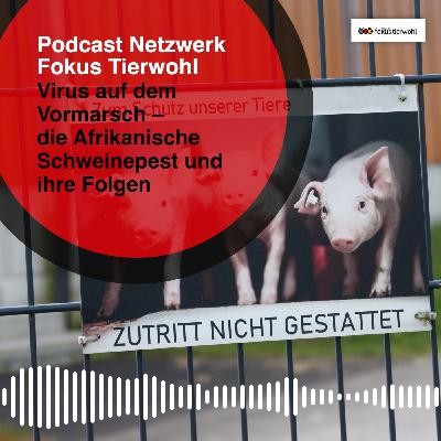 Virus auf dem Vormarsch – die Afrikanische Schweinepest und ihre Folgen