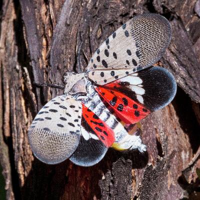 Lanternflies, clean energy, and climate grief – what experts want you to know