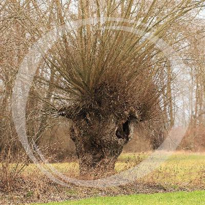 LRT08 Kopfweiden - Vielfalt mit Köpfchen LRT08 Kopfweiden - Vielfalt mit Köpfchen