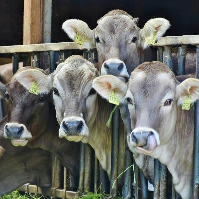 Livestock Fee Info, China Trade, Proposal Process, Jerry Clark