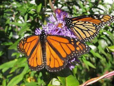 Garden Talk: Fall flowers for monarchs and this year’s plant diseases