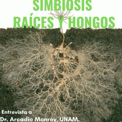 Simbiosis de raíces y hongos