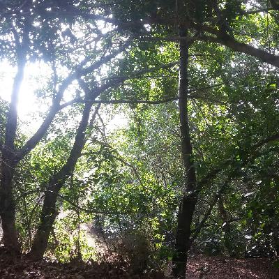 Aymarat palt'asipjhañani