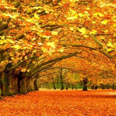 楓葉飄飄—紫雲Yoland