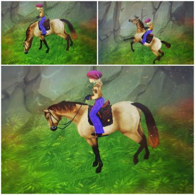 Pony-Championat Moorland