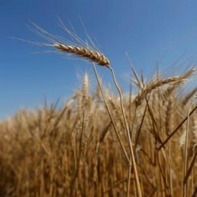Organic America First