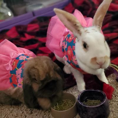 My Rabbit Routine