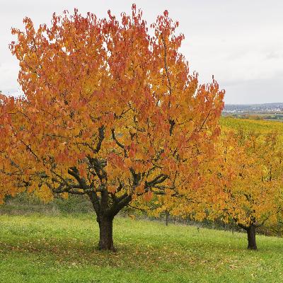 „Winkel am Wald“ – Georg Trakl