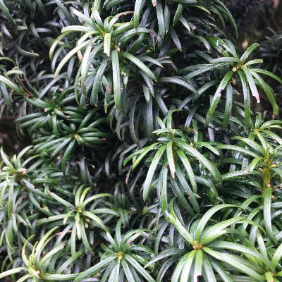 3.5🍂Venijnboom: groen is leven