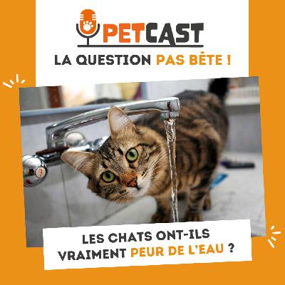 Les chats ont-ils vraiment peur de l’eau ?