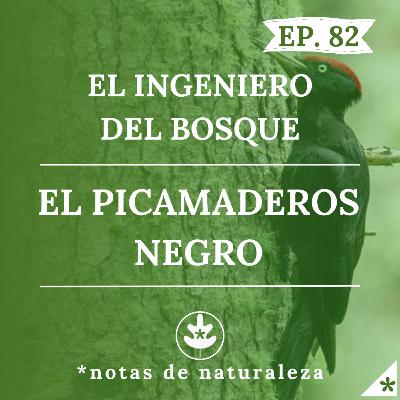 El ingeniero del bosque. El Picamaderos negro. #82