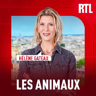 Cyanobactéries : le danger toujours présent pour les chiens