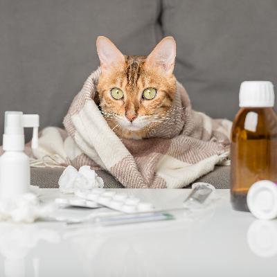 41 流感季用药指南:退烧药、抗病毒药该怎么选? 41 流感季用药指南:退烧药、抗病毒药该怎么选?