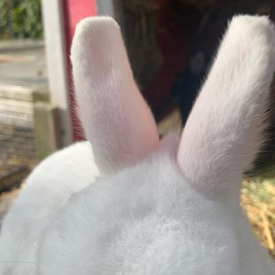 Stubenreinheit beim Kaninchen/So wird dein Kaninchen Stubenrein