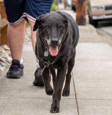 The Good Boy Podcast Episode 27 The Joy of Walking The Dog