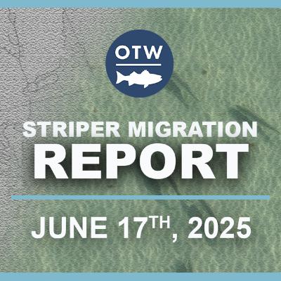 Striper Migration Report | June 17th 2025 Striper Migration Report | June 17th 2025