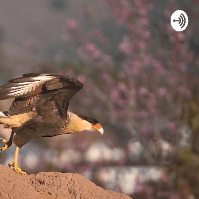 Animais interessantes
