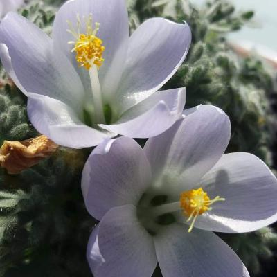 Cushion plants with Alex Ruairí