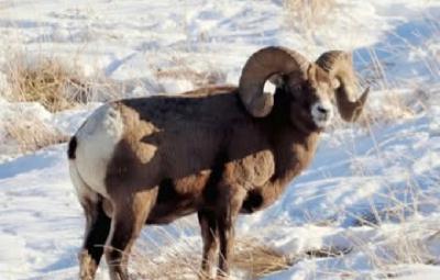 Ep 84- BIGHORN SHEEP of the Northern Rockies (Feat. Paul Chambers) Ep 84- BIGHORN SHEEP of the Northern Rockies (Feat. Paul Chambers)