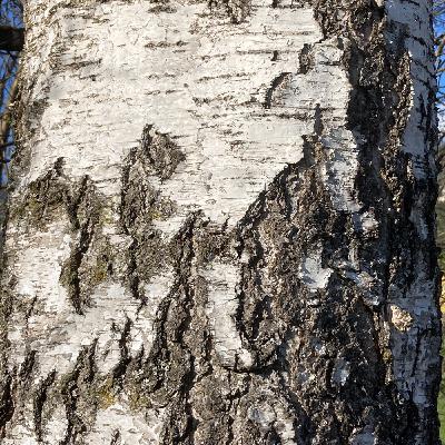 Winterzeit ist Rindenzeit Winterzeit ist Rindenzeit
