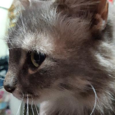 Caracteristicas de los gatos