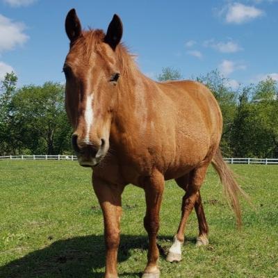 Horses