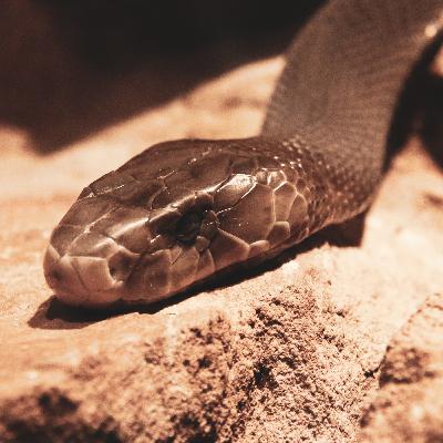 How to survive a Black Mamba Attack