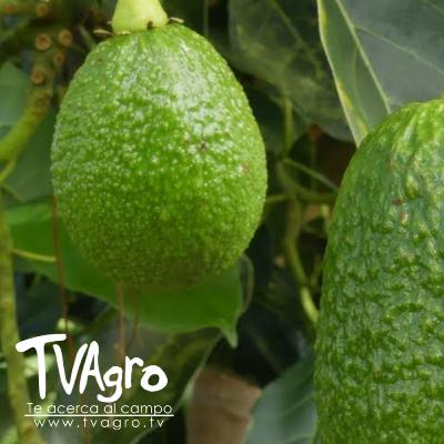 El poder de la nutrición orgánica en el aguacate Hass - TvAgro por Juan Gonzalo Angel El poder de la nutrición orgánica en el aguacate Hass - TvAgro por Juan Gonzalo Angel