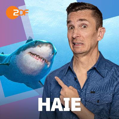 19| Haie: Das passiert (nicht), wenn sie dir im Meer begegnen 19| Haie: Das passiert (nicht), wenn sie dir im Meer begegnen