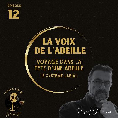 #12 - Voyage dans la tête d'une abeille épisode 3
