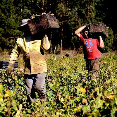 Crisis migratoria: SNA pide regulación acotada y se toma el debate presidencial